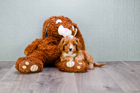 Little Cavoodle Poodle Mix Puppy