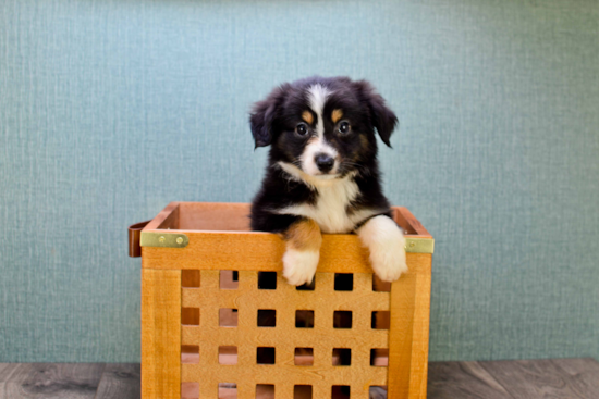 Mini Aussiedoodle Puppy for Adoption