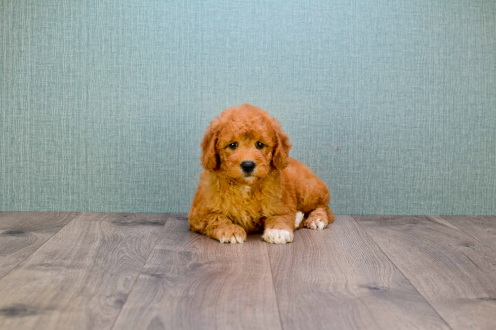 Petite Mini Goldendoodle Poodle Mix Pup