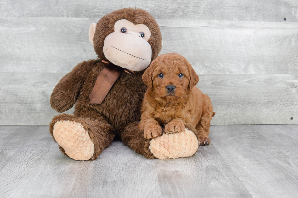 Funny Mini Goldendoodle Poodle Mix Pup