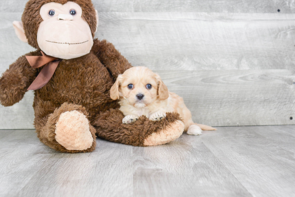 Small Cavachon Baby