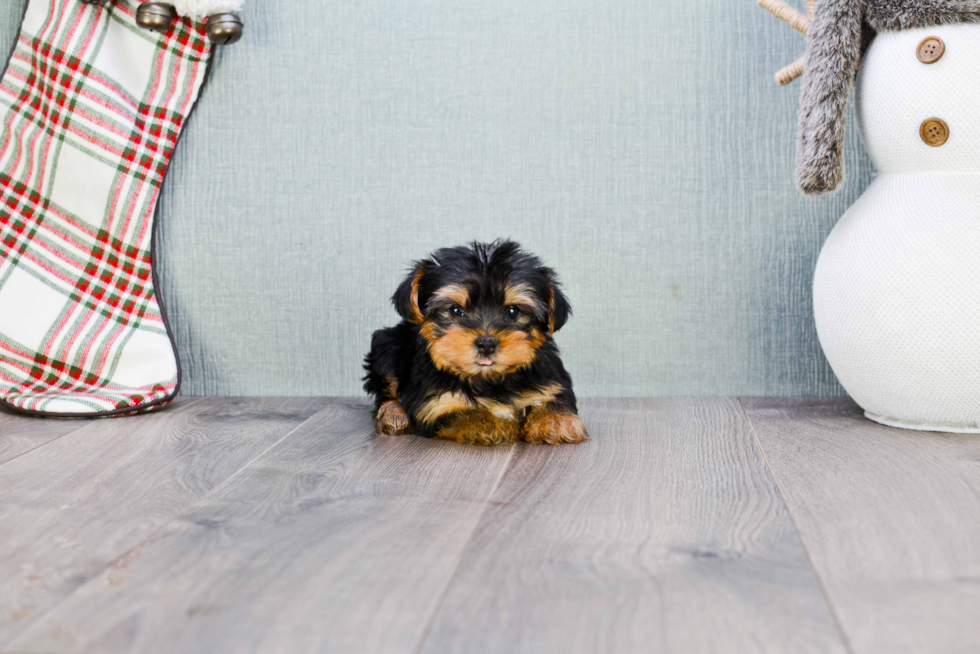 Meet Twinkle - our Yorkshire Terrier Puppy Photo 