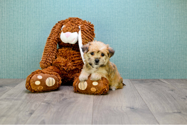 Petite Morkie Designer Pup