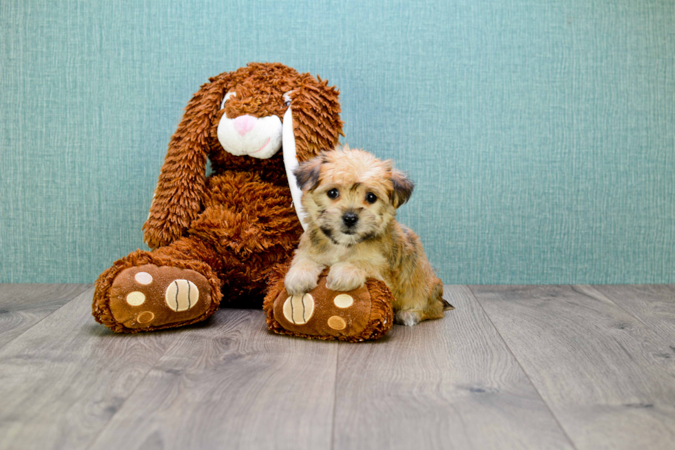 Petite Morkie Designer Pup