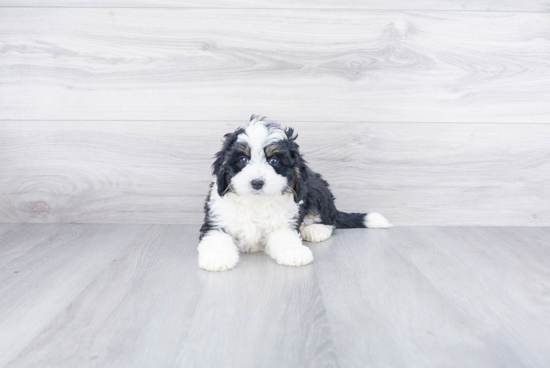 Smart Mini Bernedoodle Poodle Mix Pup