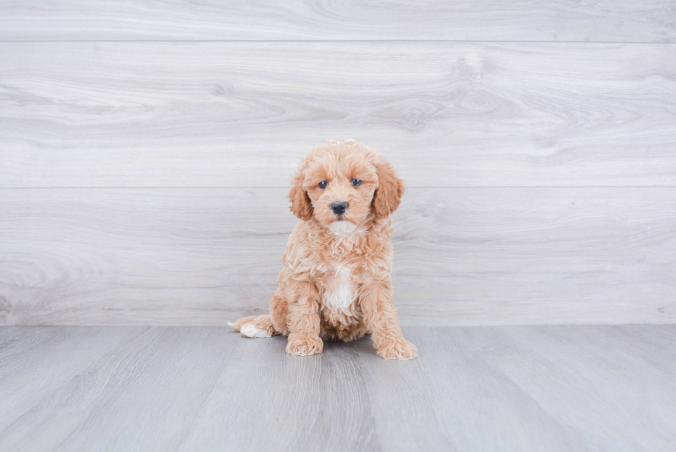 Mini Labradoodle Pup Being Cute