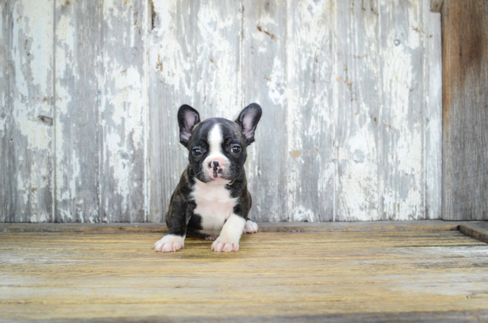 Akc Registered French Bulldog Purebred Pup