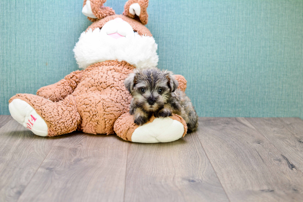 Mini Schnauzer Pup Being Cute