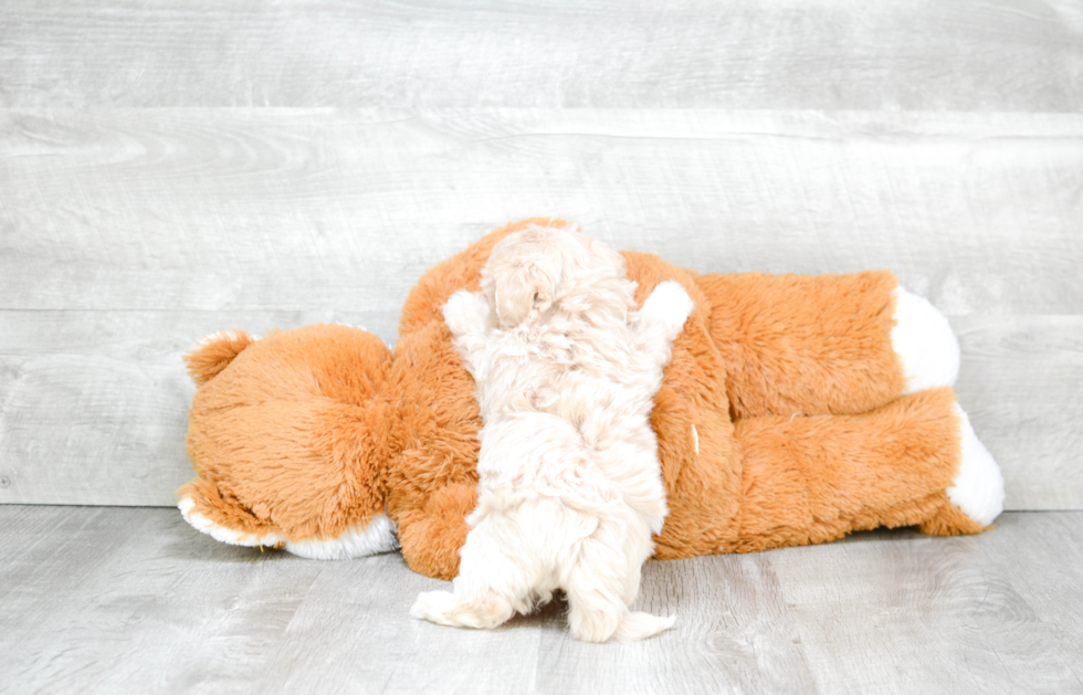 Maltipoo Pup Being Cute