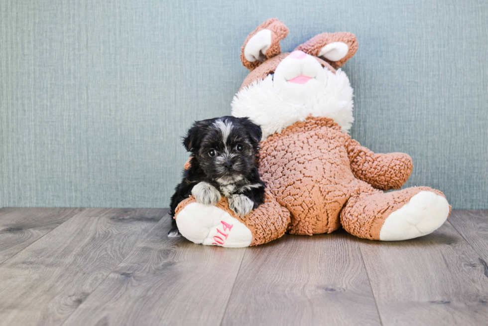 Best Morkie Baby