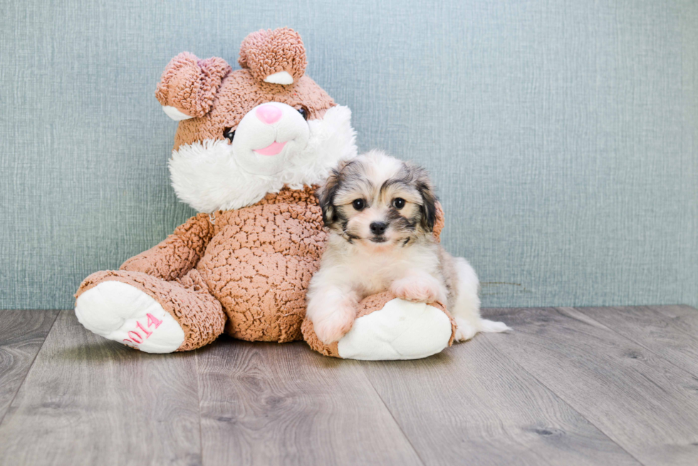 Teddy Bear Pup Being Cute