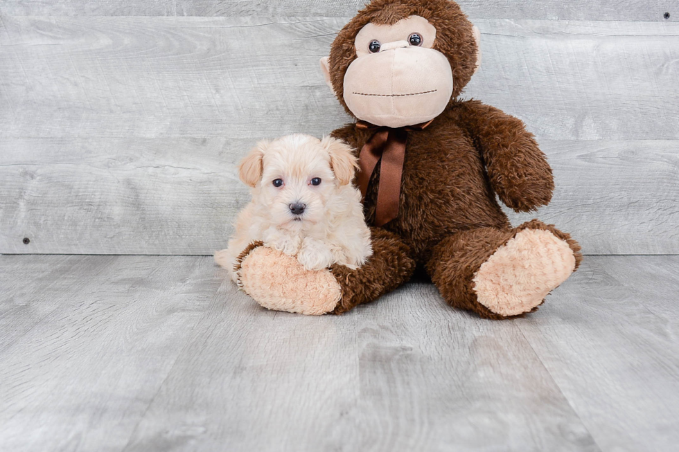 Maltipoo Puppy for Adoption