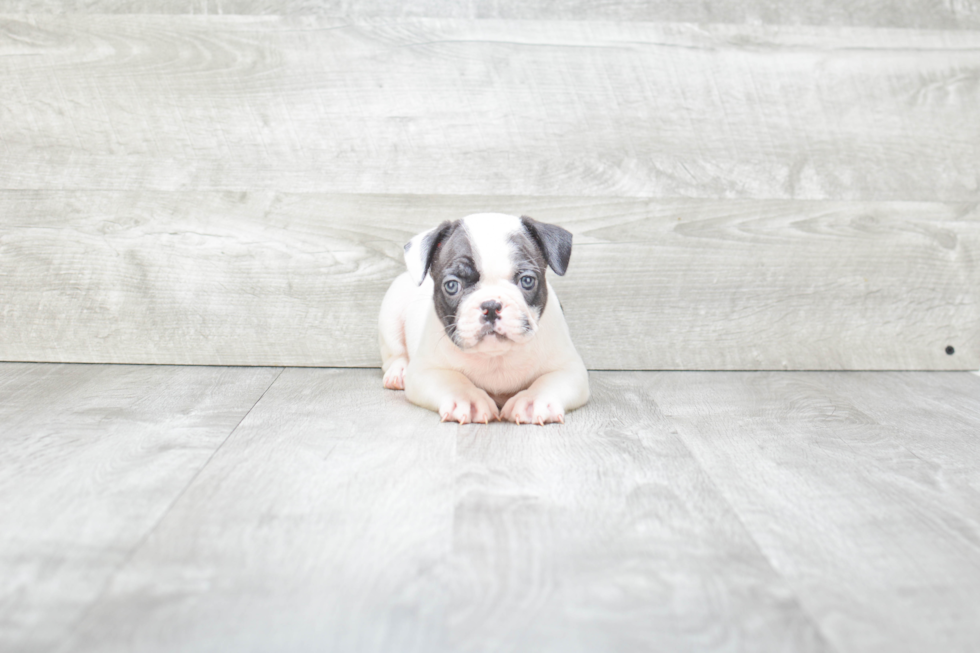 Popular French Bulldog Purebred Pup