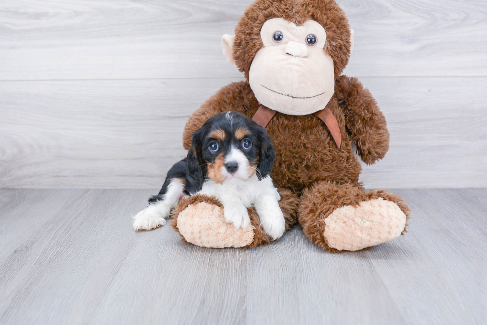 Cavalier King Charles Spaniel Pup Being Cute