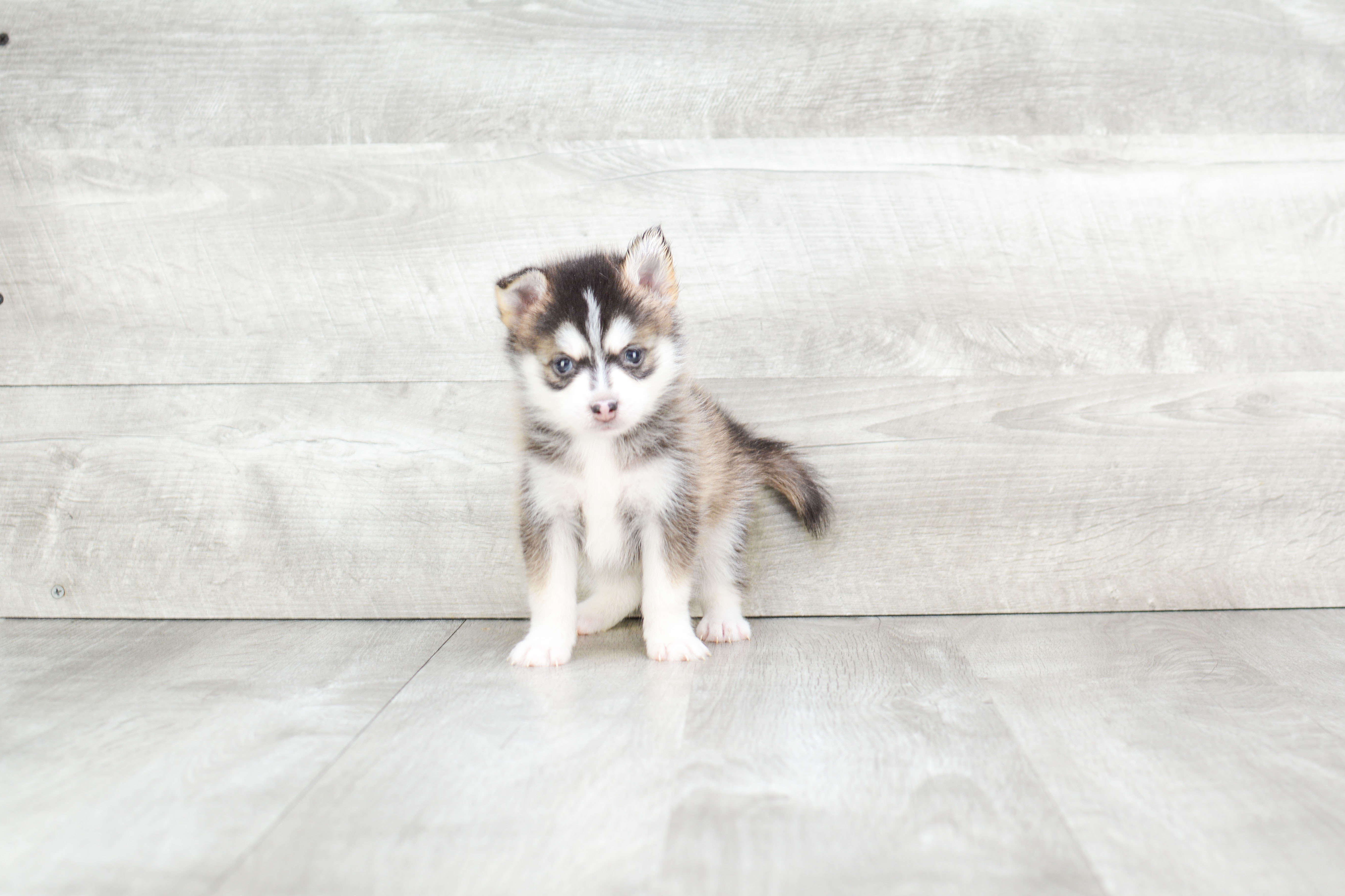 Pomsky Pup Being Cute