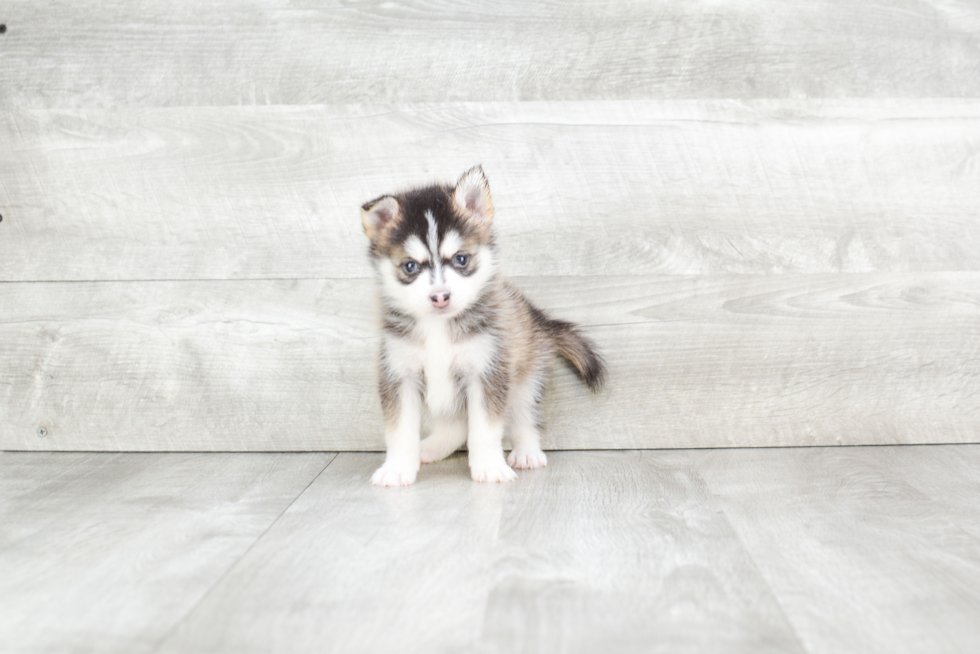 Pomsky Pup Being Cute