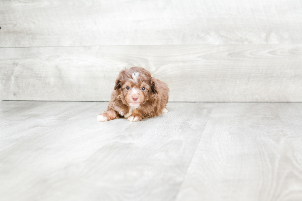 Adorable Aussiepoo Poodle Mix Puppy