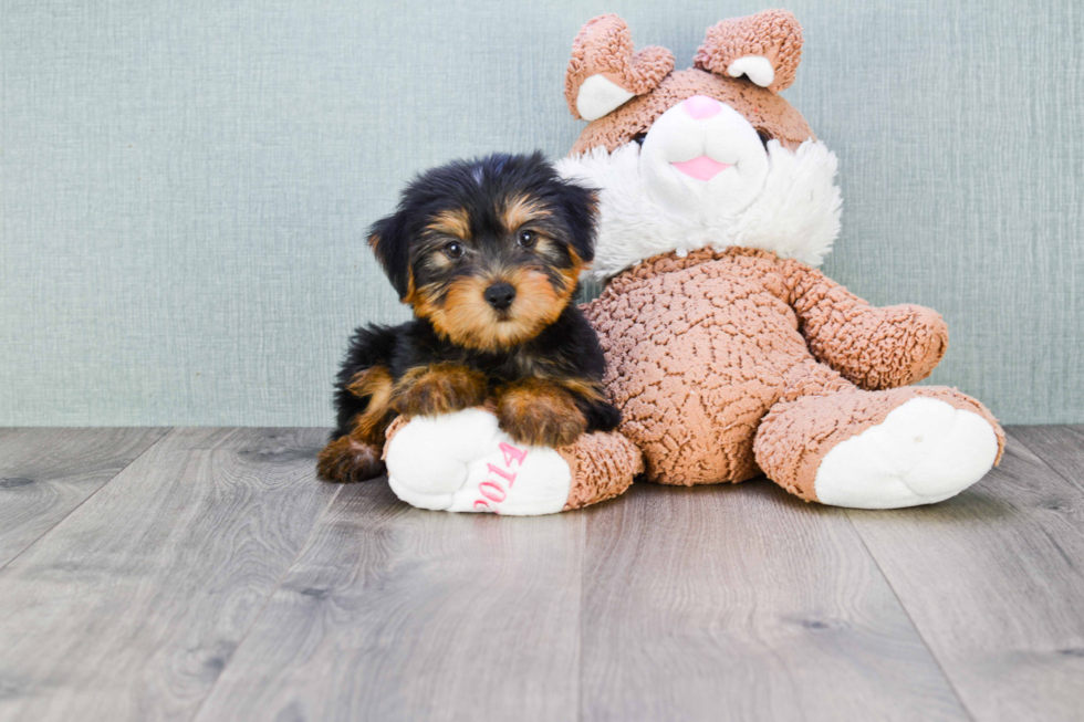 Meet Snickers - our Yorkshire Terrier Puppy Photo 