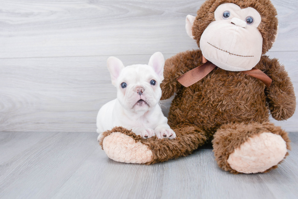 Best French Bulldog Baby