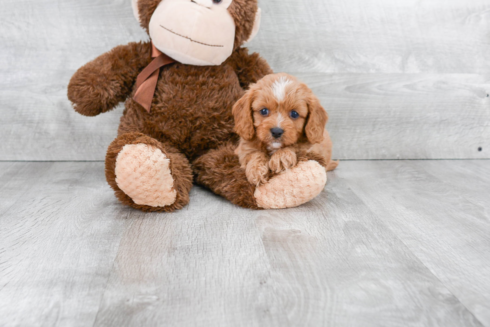 Best Cavapoo Baby