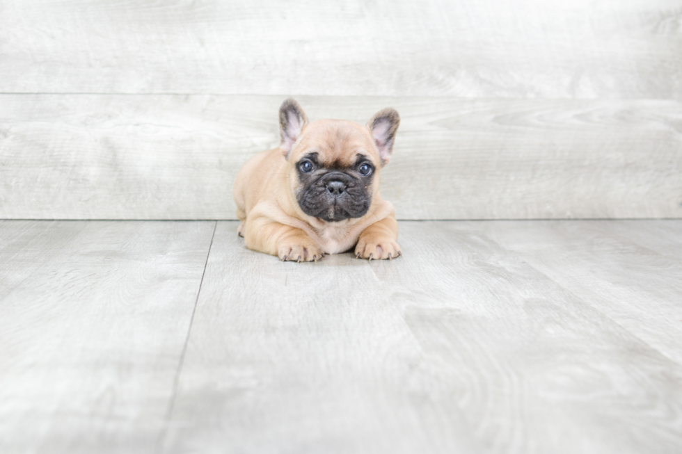 French Bulldog Pup Being Cute