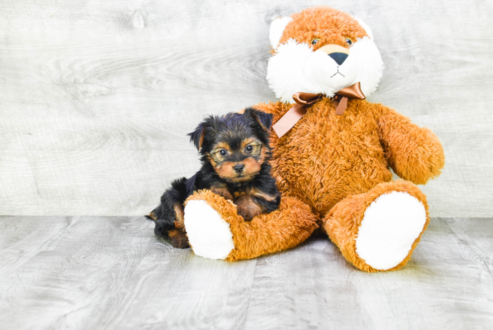 Meet Timmy - our Yorkshire Terrier Puppy Photo 