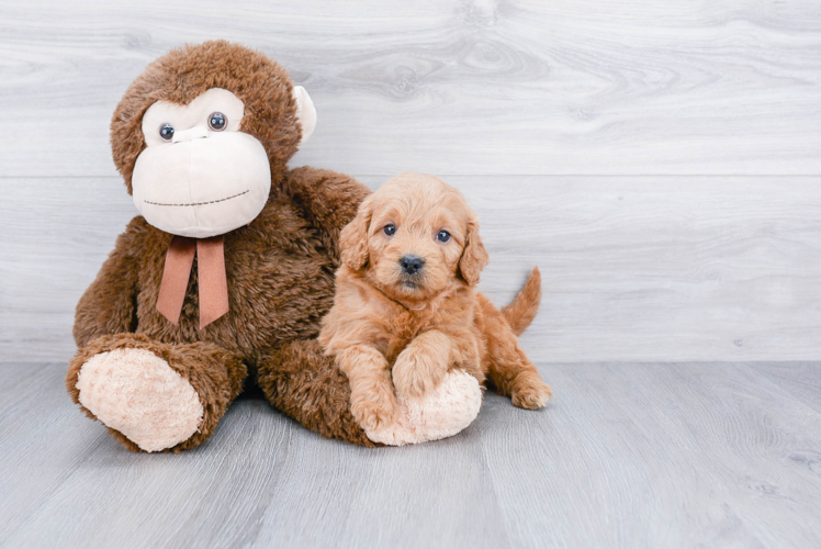 Little Golden Retriever Poodle Mix Puppy