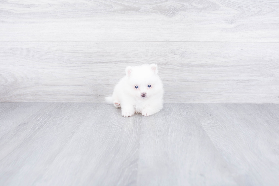 Akc Registered Pomeranian Purebred Pup