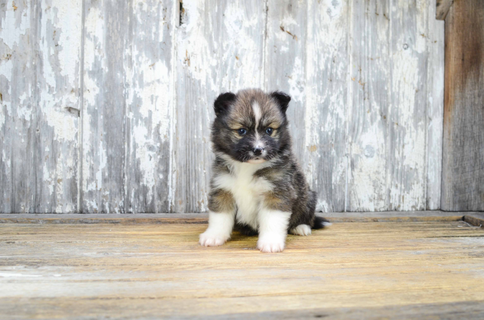 Best Pomsky Baby