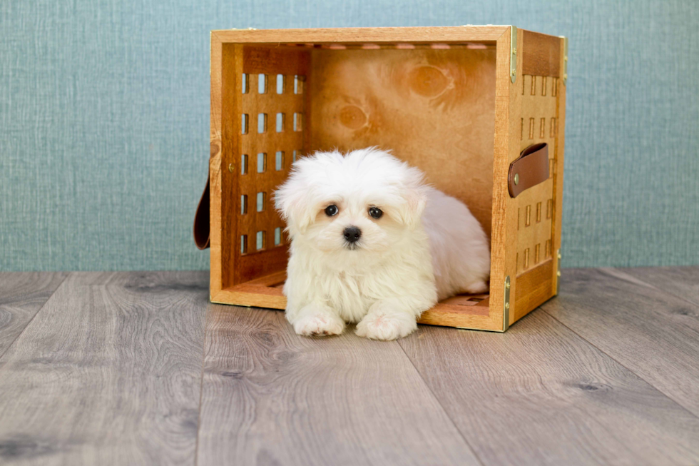 Maltese Pup Being Cute