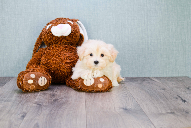 Maltipoo Pup Being Cute