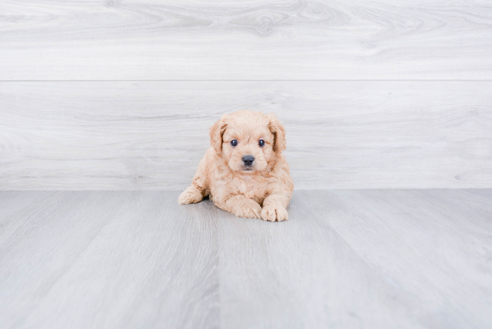 Cavapoo Puppy for Adoption