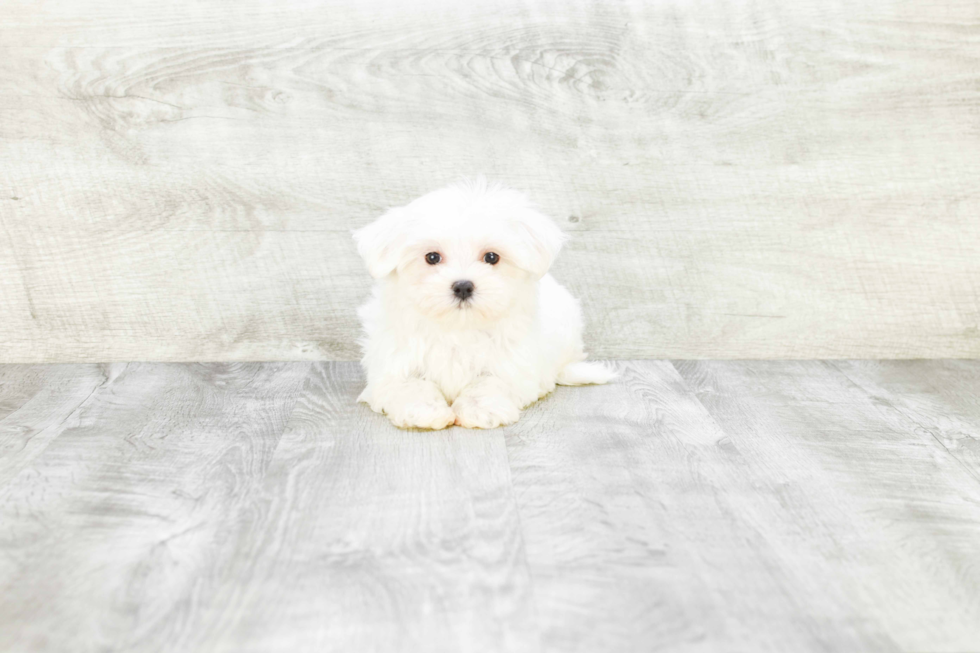 Playful Maltese Purebred Pup