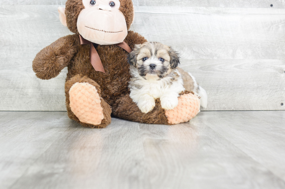 Little Shichon Designer Puppy