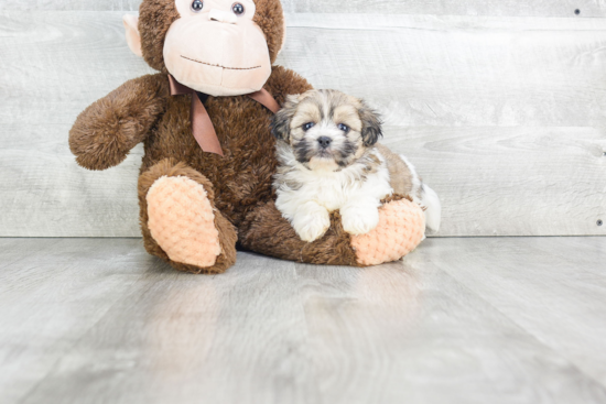 Little Shichon Designer Puppy