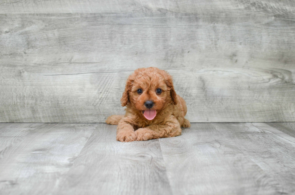 Cavapoo Puppy for Adoption