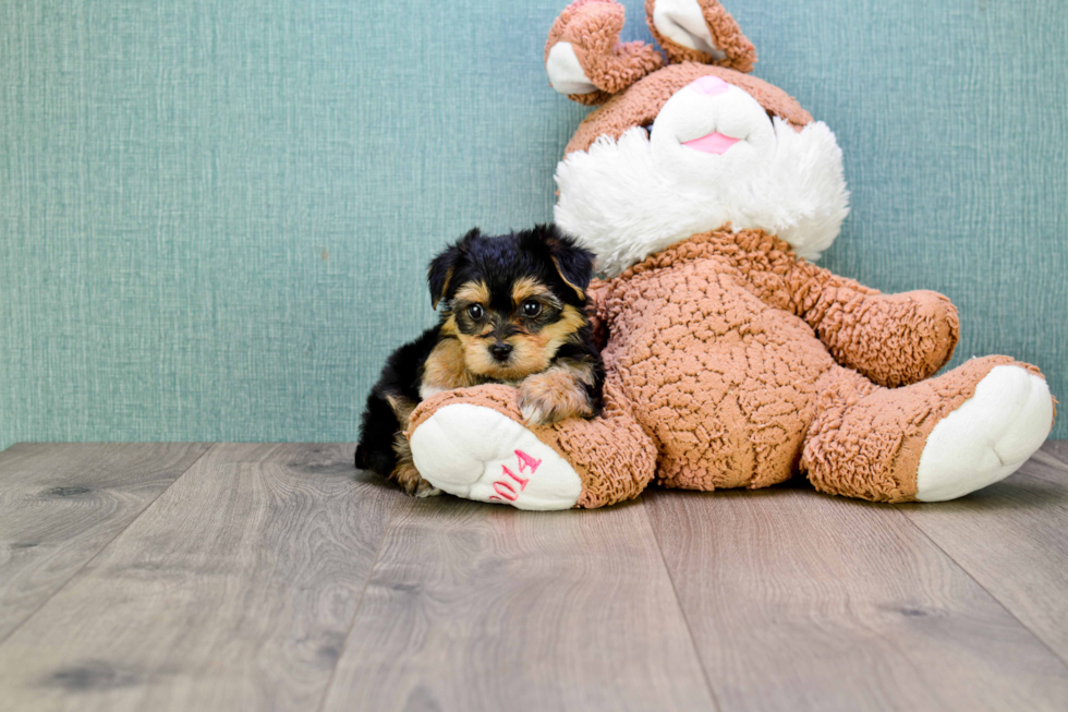 Meet Miley - our Morkie Puppy Photo 