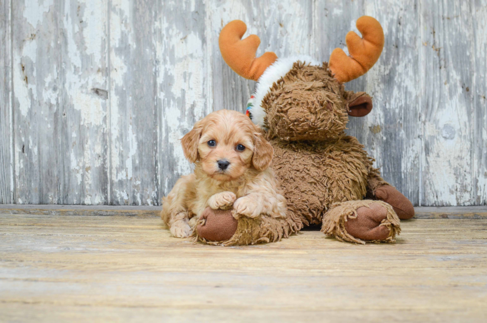 Happy Cavachon Baby