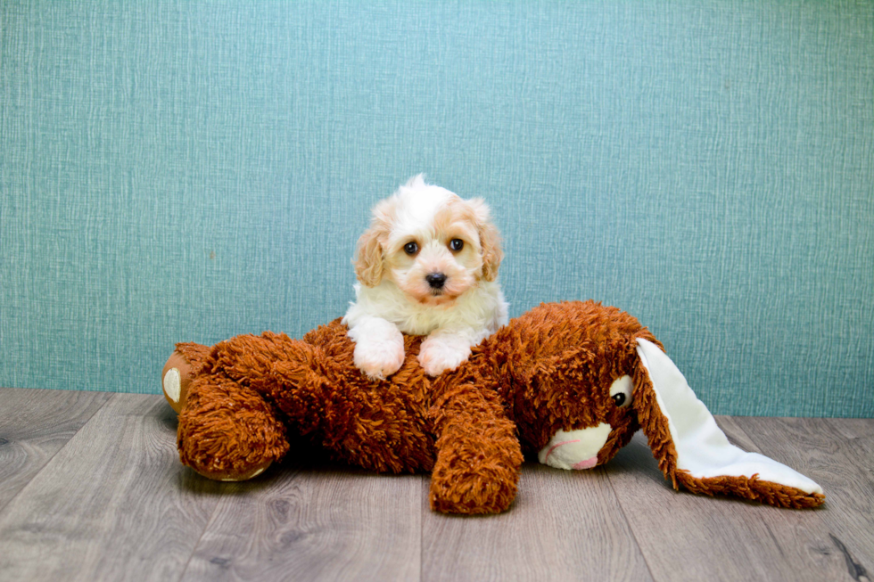 Hypoallergenic Cavalier Designer Puppy