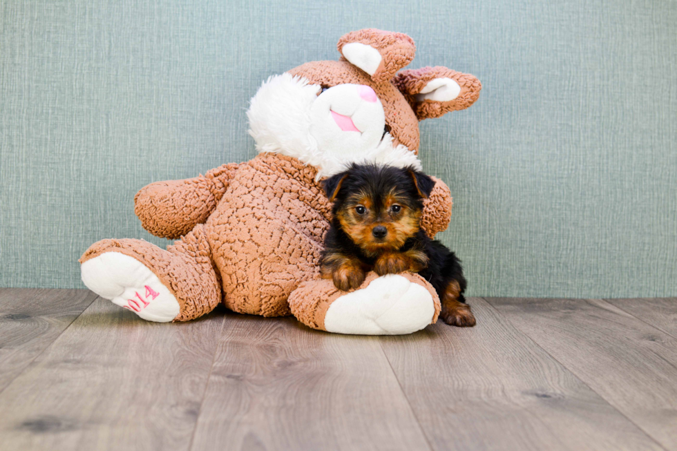 Meet Lisa - our Yorkshire Terrier Puppy Photo 