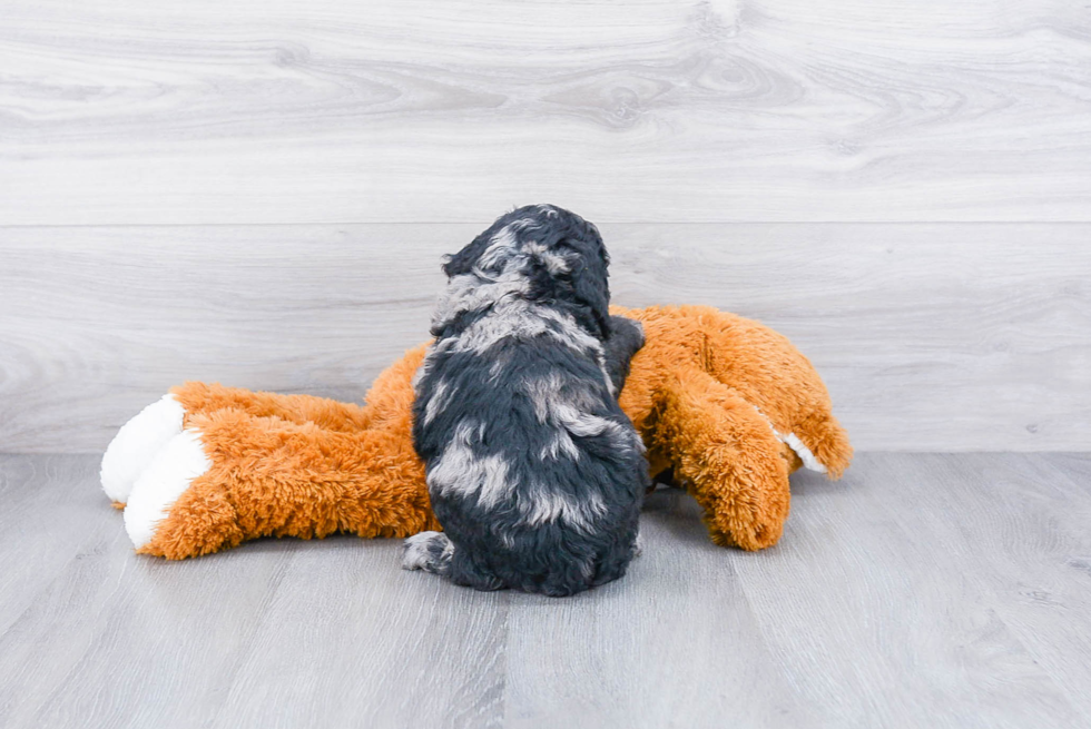 Little Golden Retriever Poodle Mix Puppy