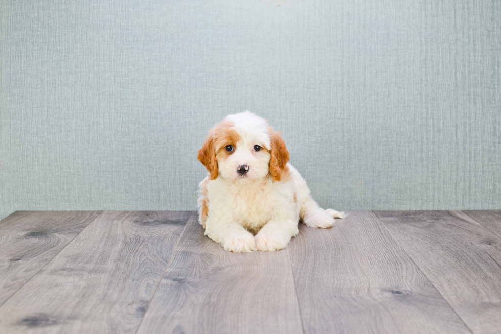 Happy Cavachon Baby