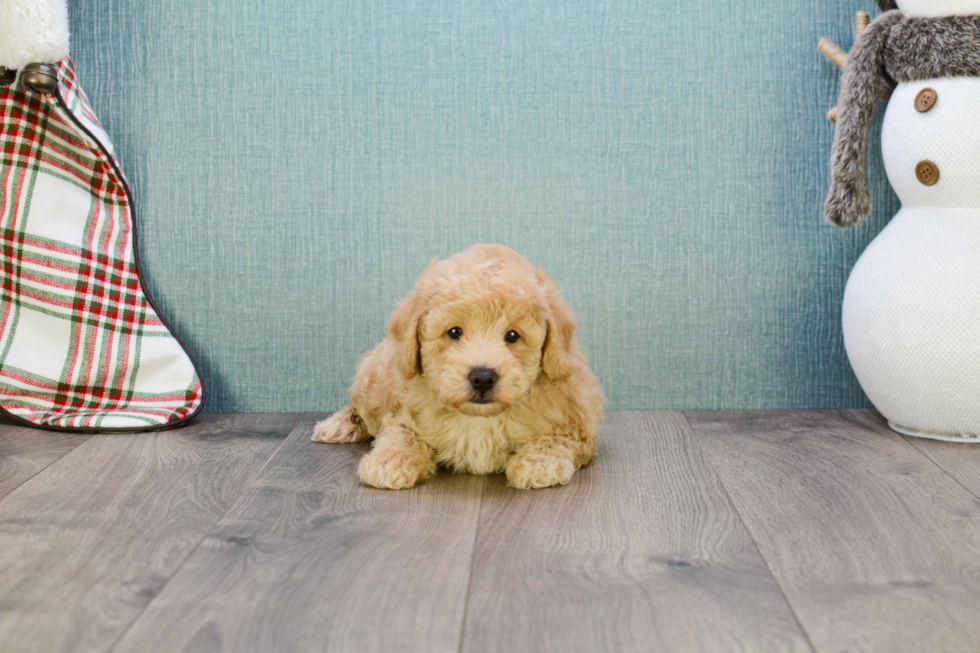 Smart Cavapoo Poodle Mix Pup