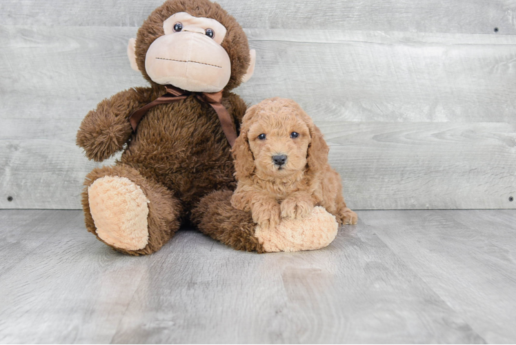 Adorable Golden Retriever Poodle Mix Puppy