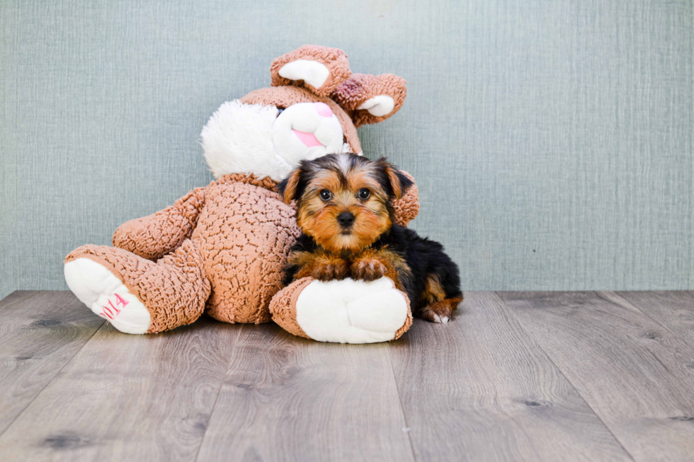 Meet Bronze - our Yorkshire Terrier Puppy Photo 