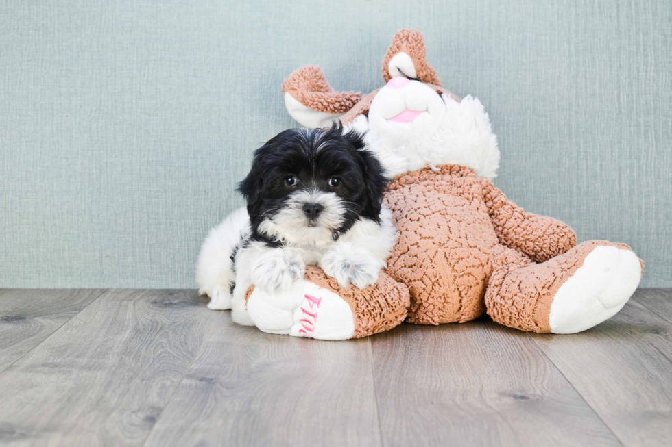 Fluffy Teddy Bear Designer Pup