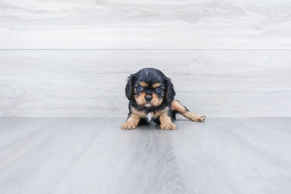 Sweet Cavalier King Charles Spaniel Purebred Puppy