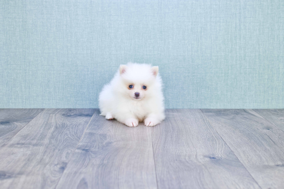 Adorable Pomeranian Purebred Puppy