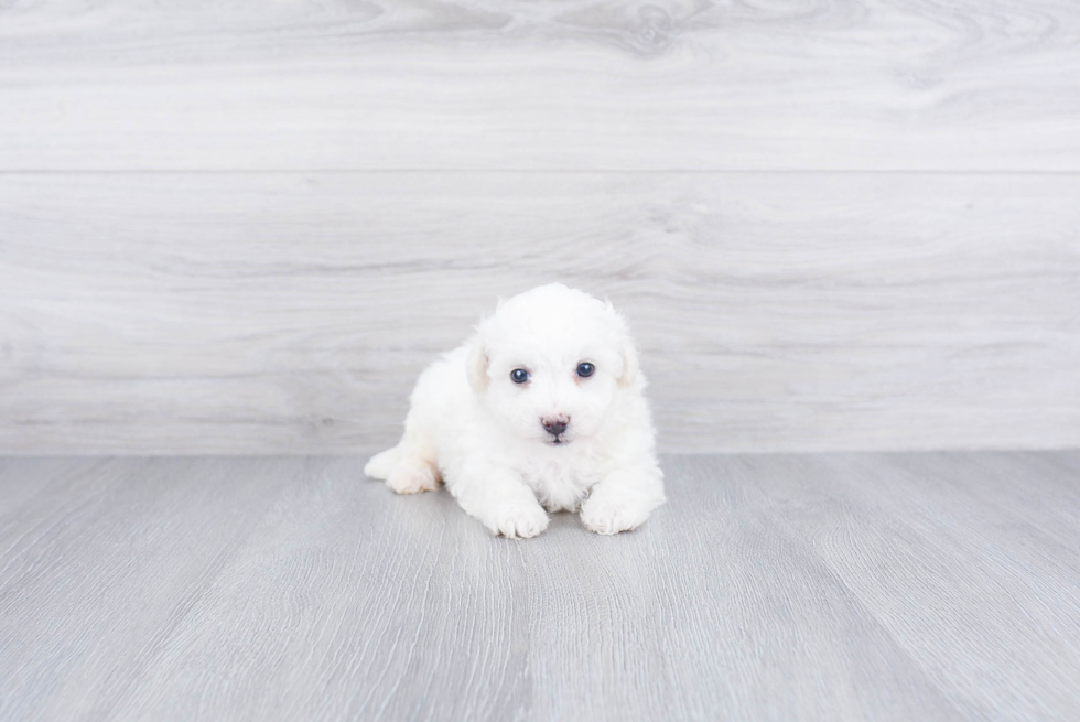 Small Bichon Frise Baby