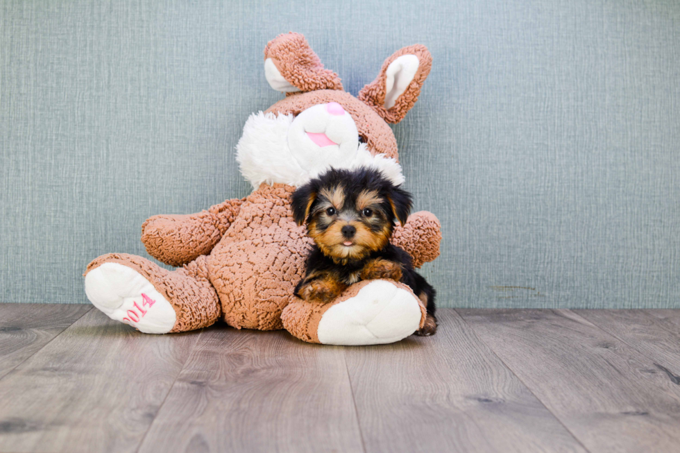 Meet Timmy - our Yorkshire Terrier Puppy Photo 